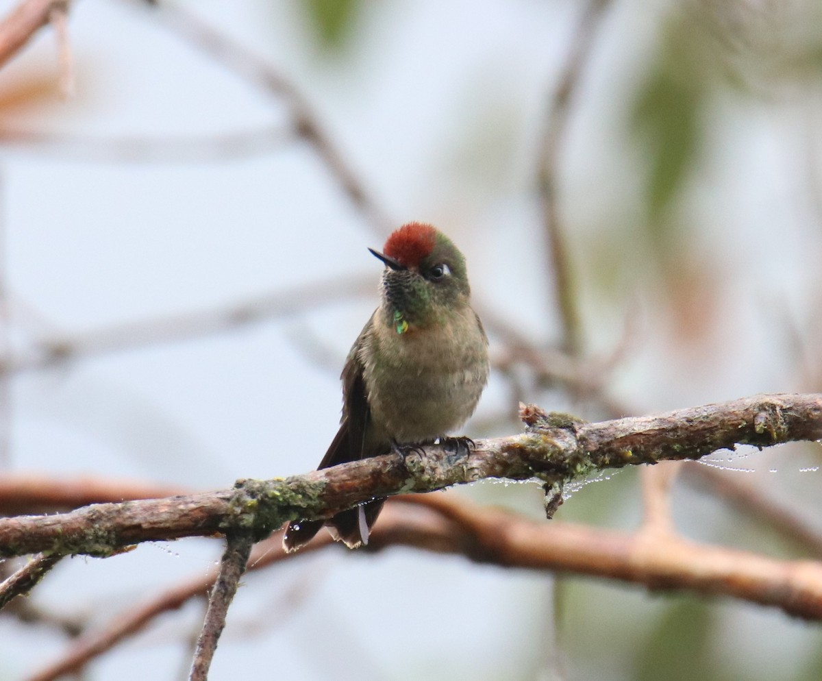 Rufous-capped Thornbill - ML643559577
