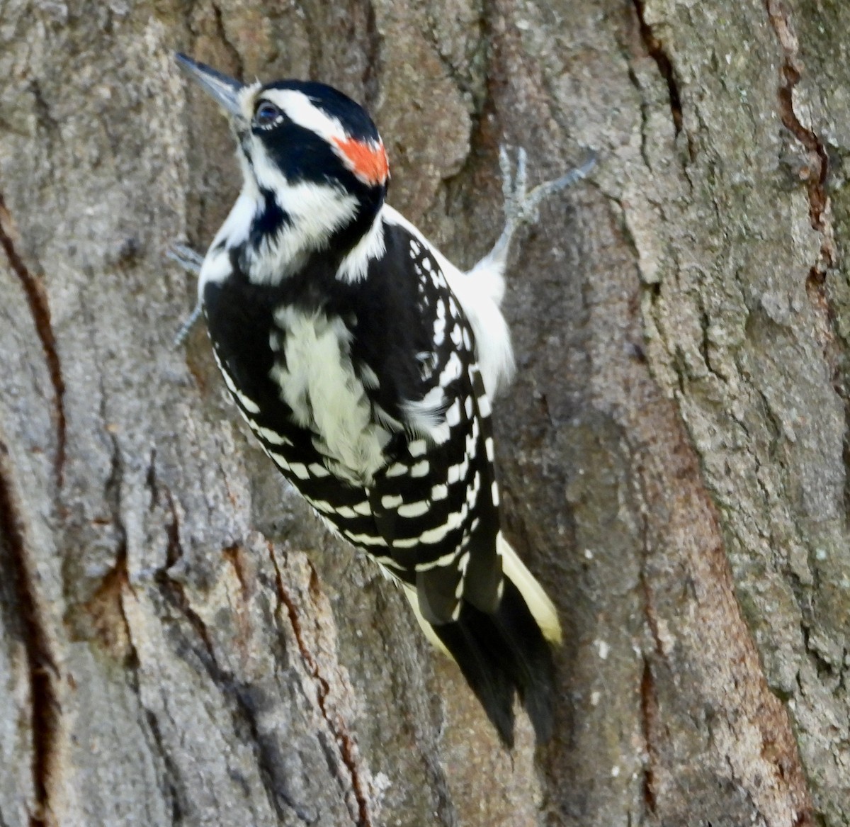 Hairy Woodpecker - ML643559599