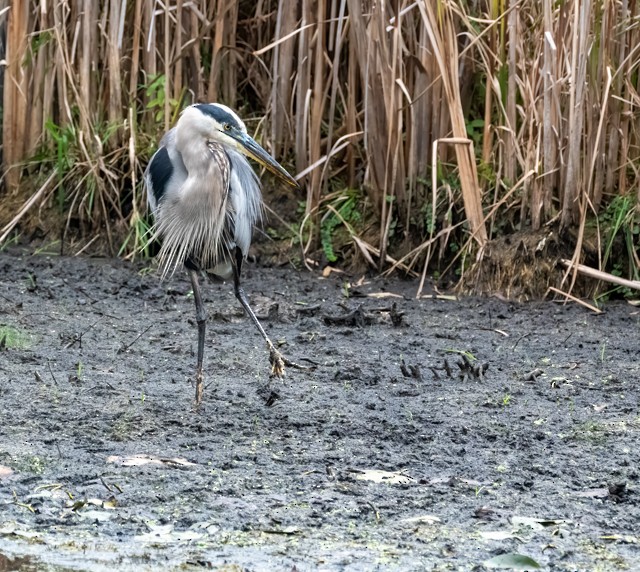Great Blue Heron - ML643559605