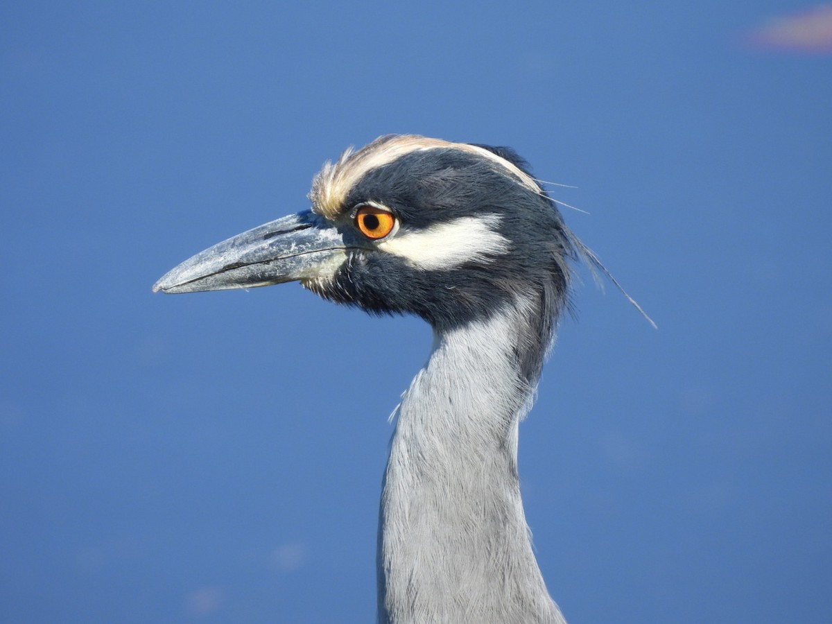 Yellow-crowned Night Heron - ML643559637