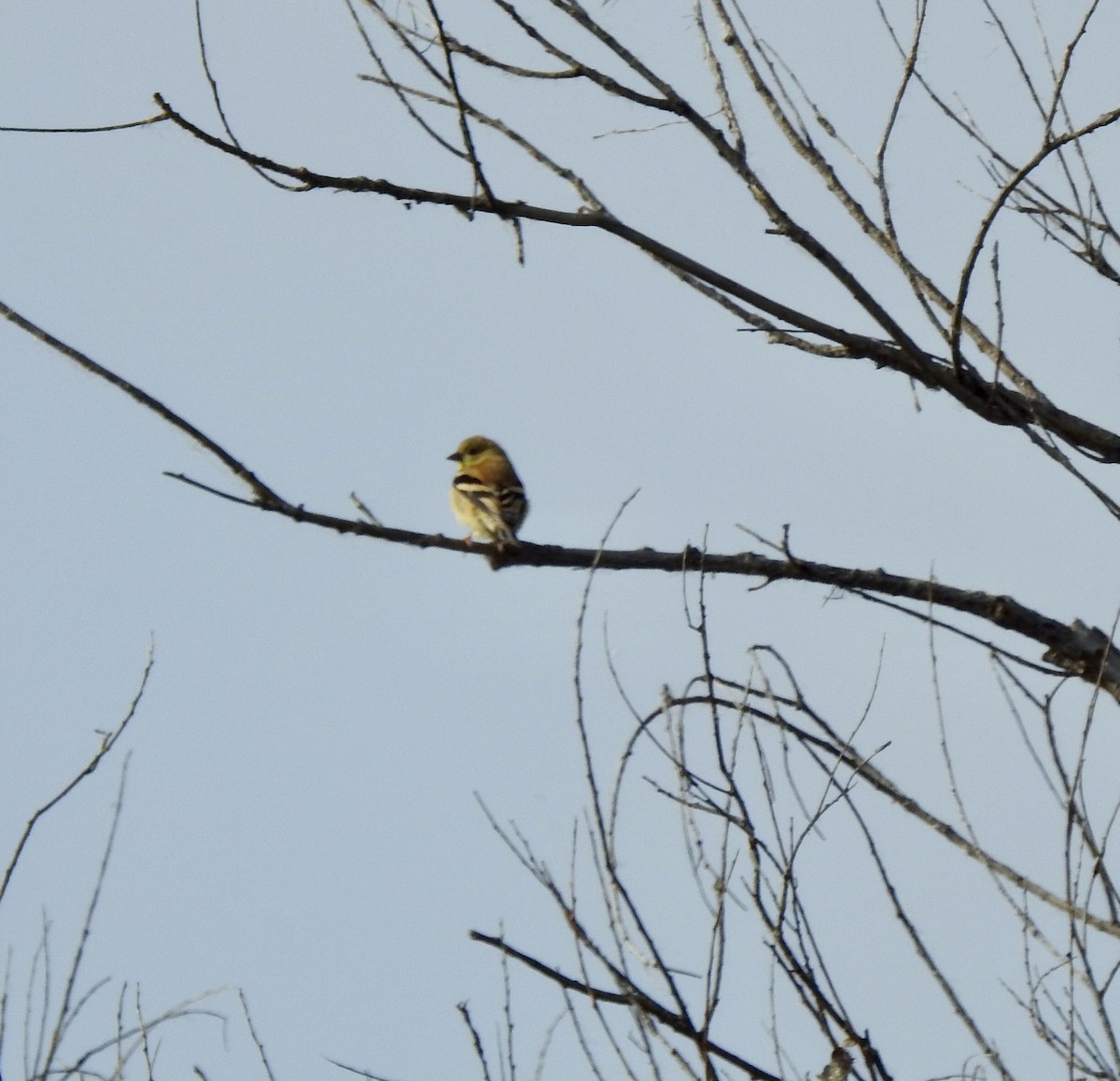 American Goldfinch - ML643559652