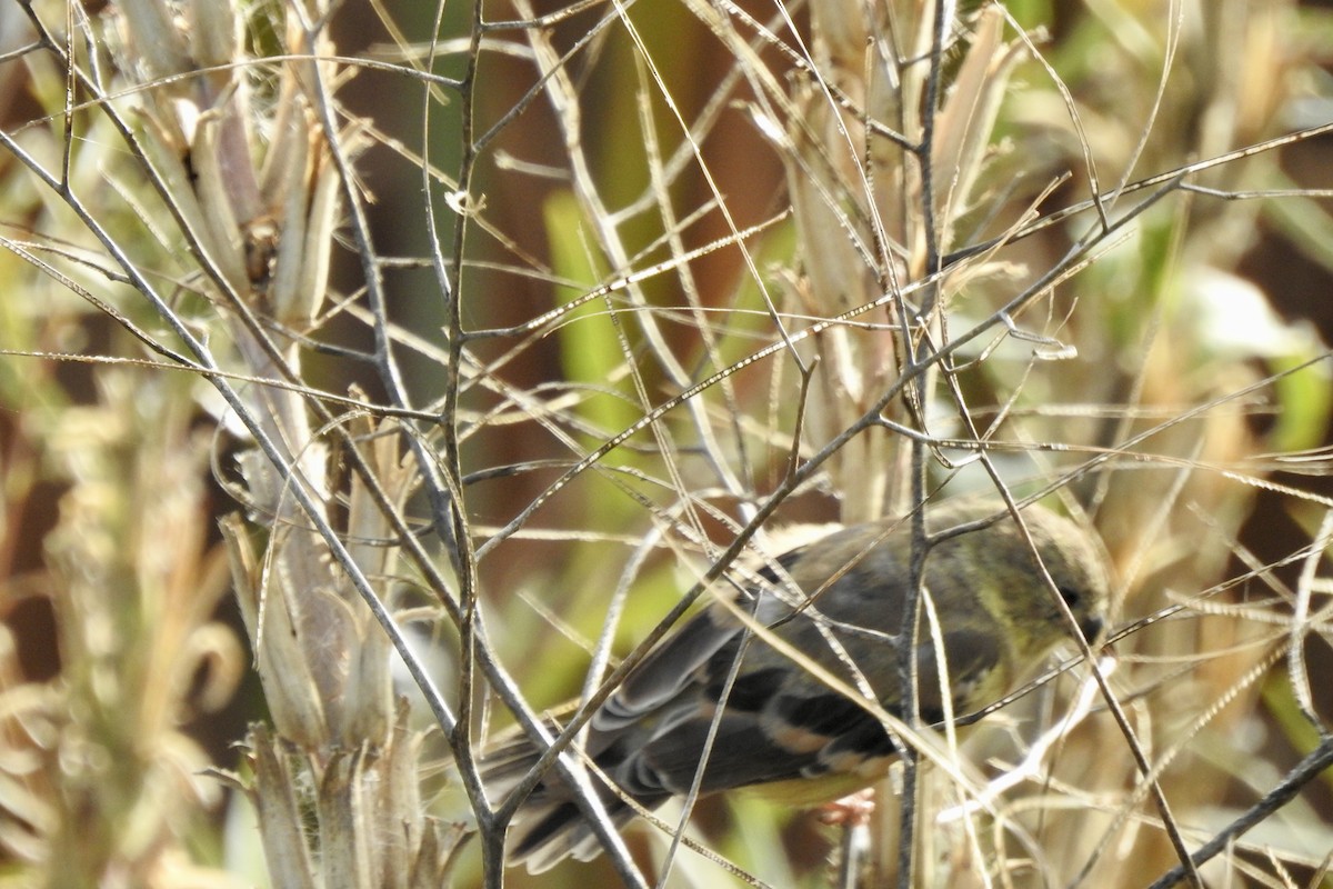 American Goldfinch - ML643559653