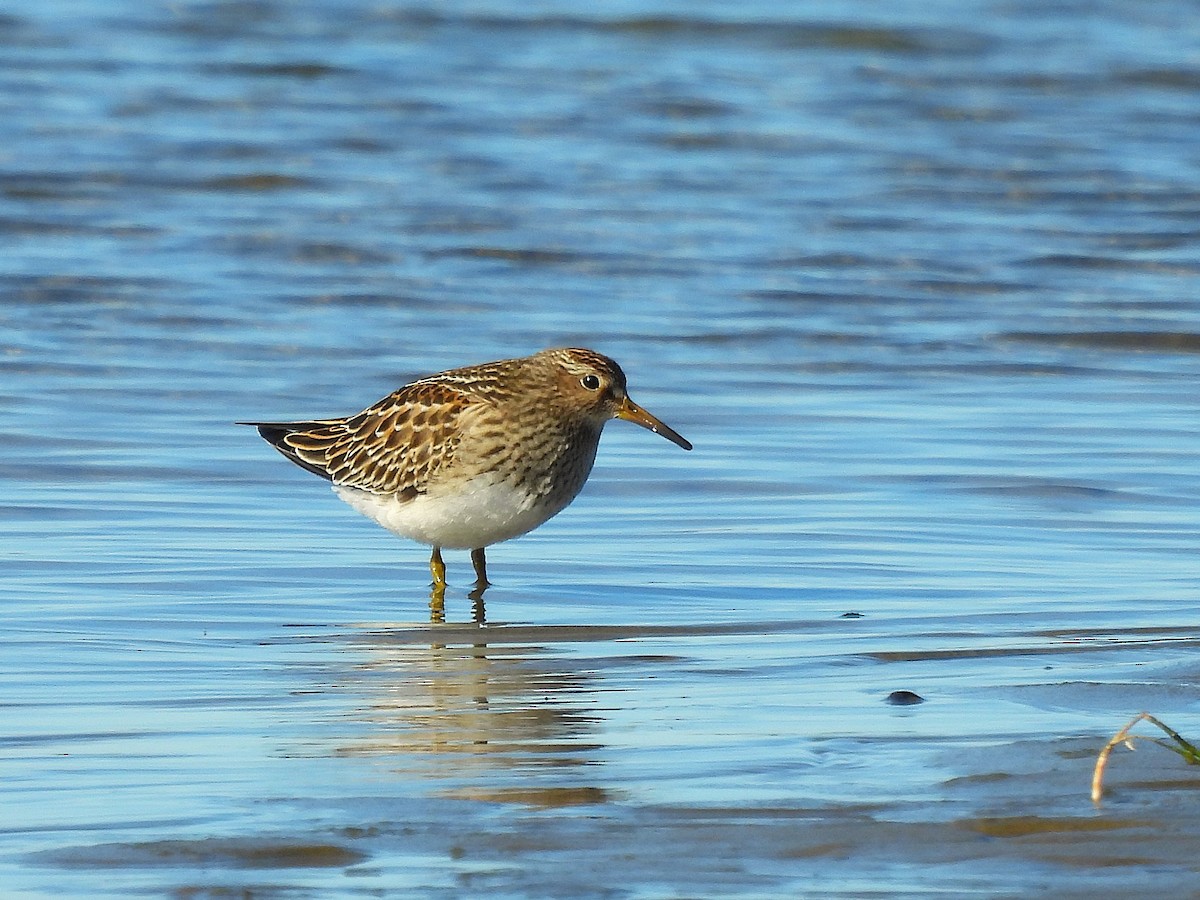 アメリカウズラシギ - ML643559665