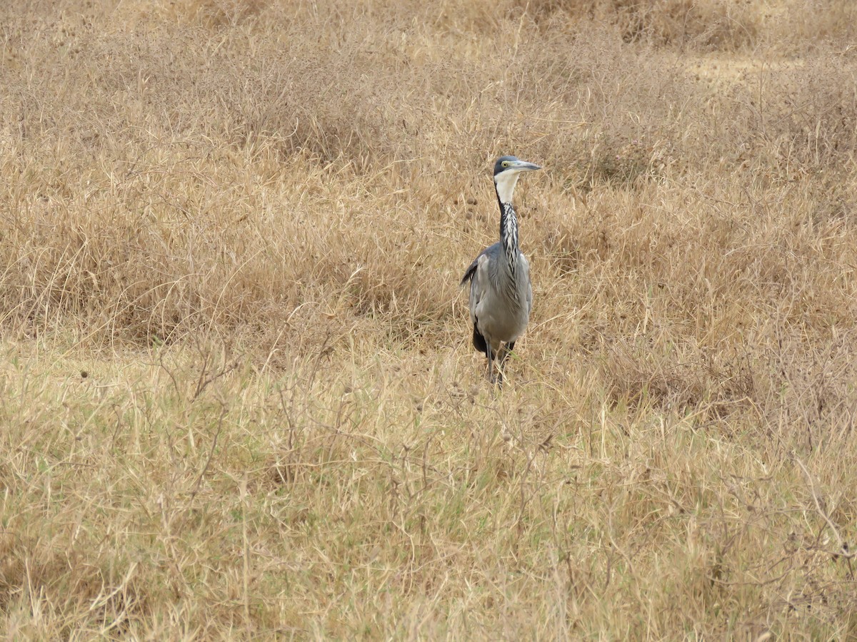 Black-headed Heron - ML643559676