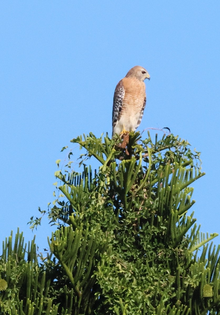 Red-shouldered Hawk - ML643559682