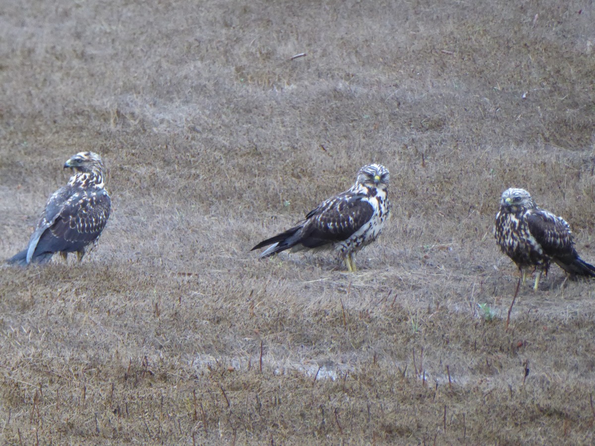 Swainson's Hawk - ML643559717