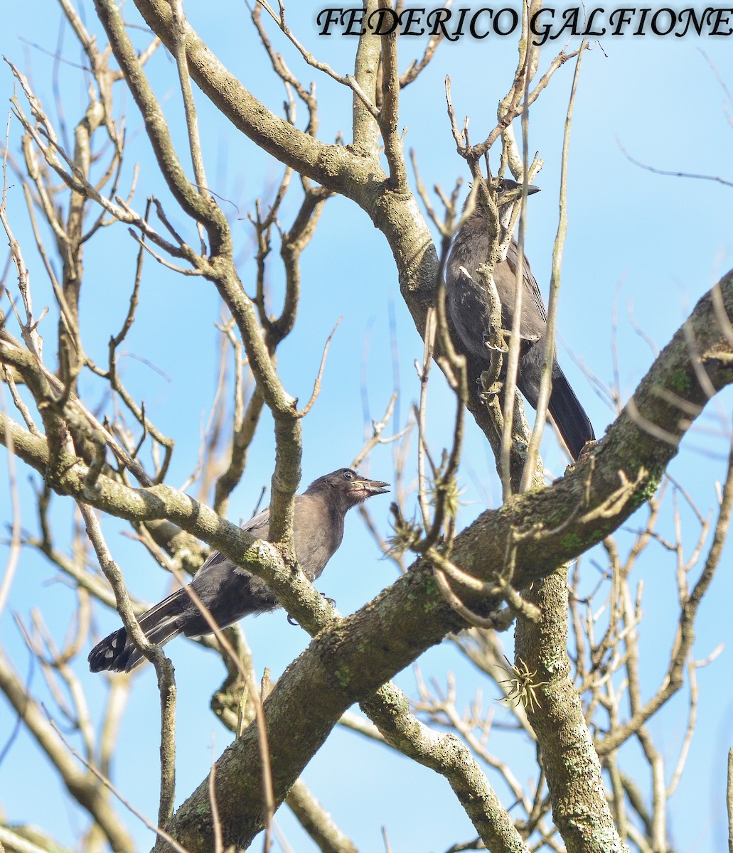 Purplish Jay - ML643559721