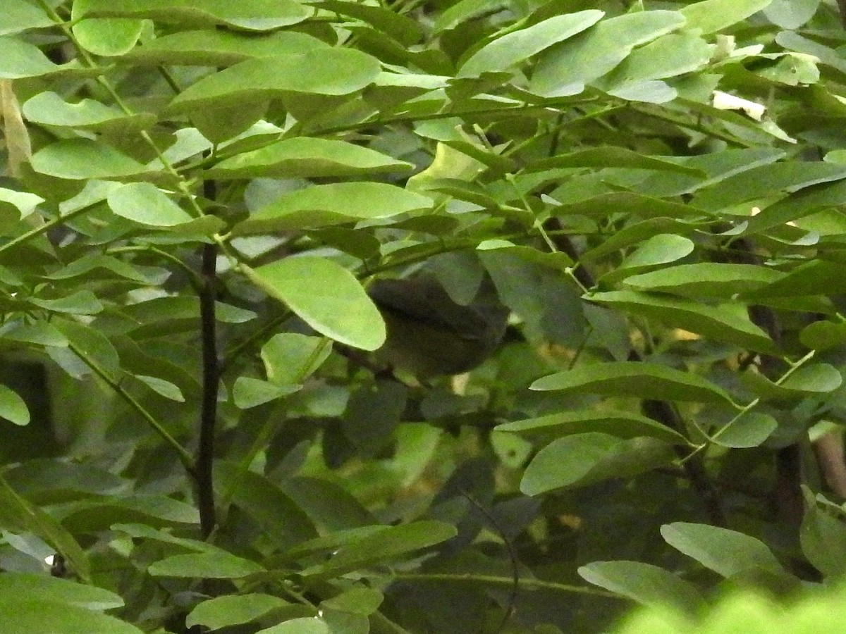 Orange-crowned Warbler - ML643559724