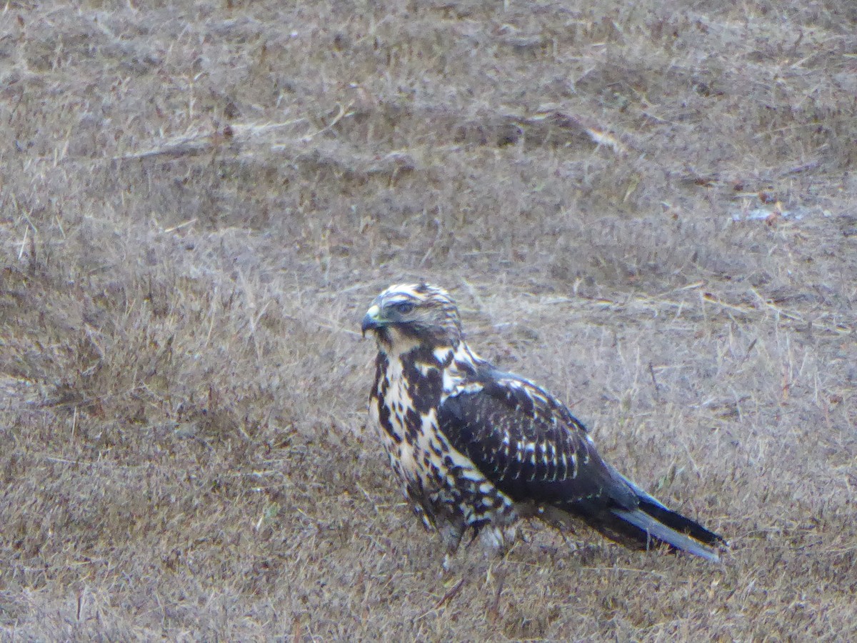 Swainson's Hawk - ML643559728