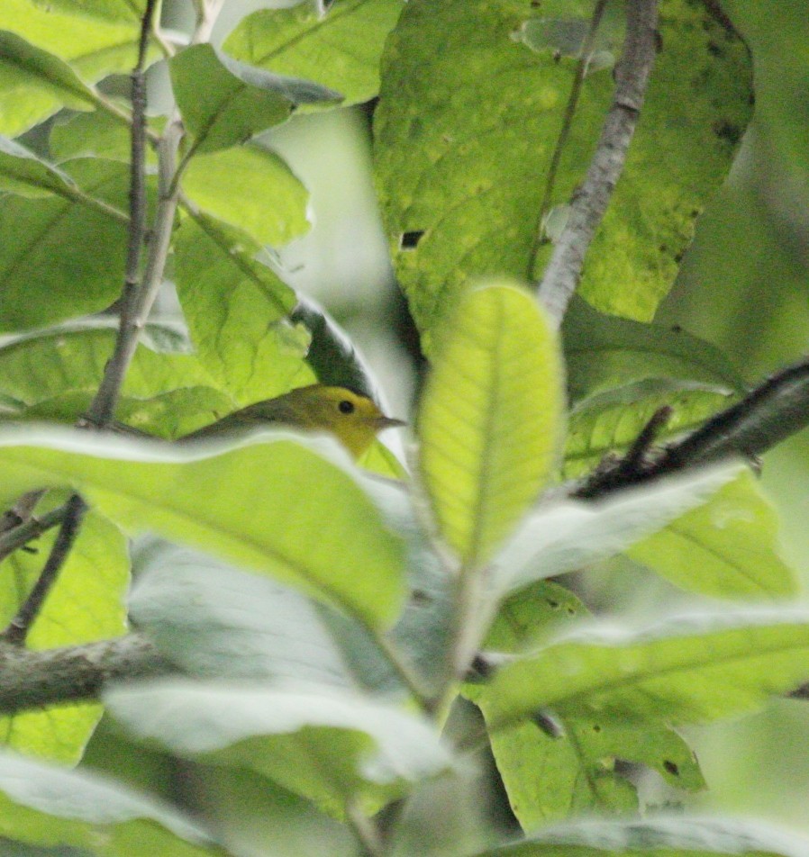 Wilson's Warbler - ML643559730
