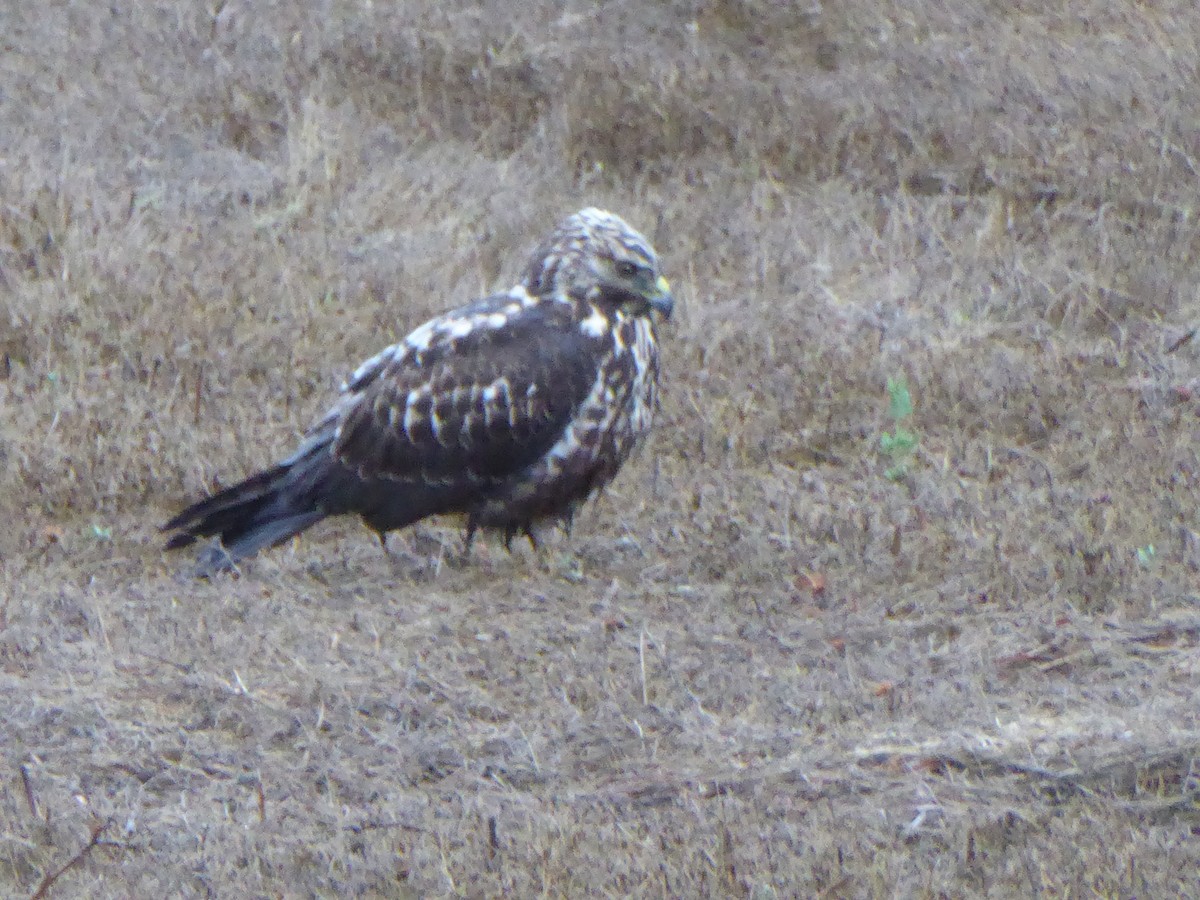 Swainson's Hawk - ML643559733