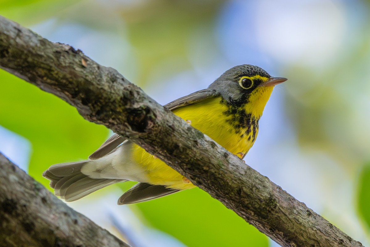 Canada Warbler - ML643559738