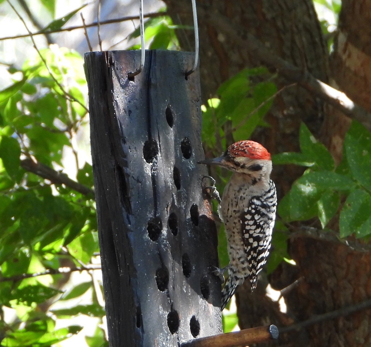 Ladder-backed Woodpecker - ML643559750
