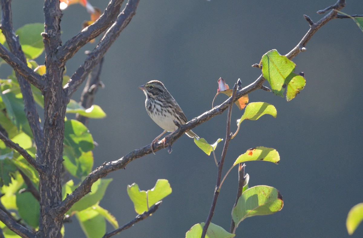 musespurv - ML643559777