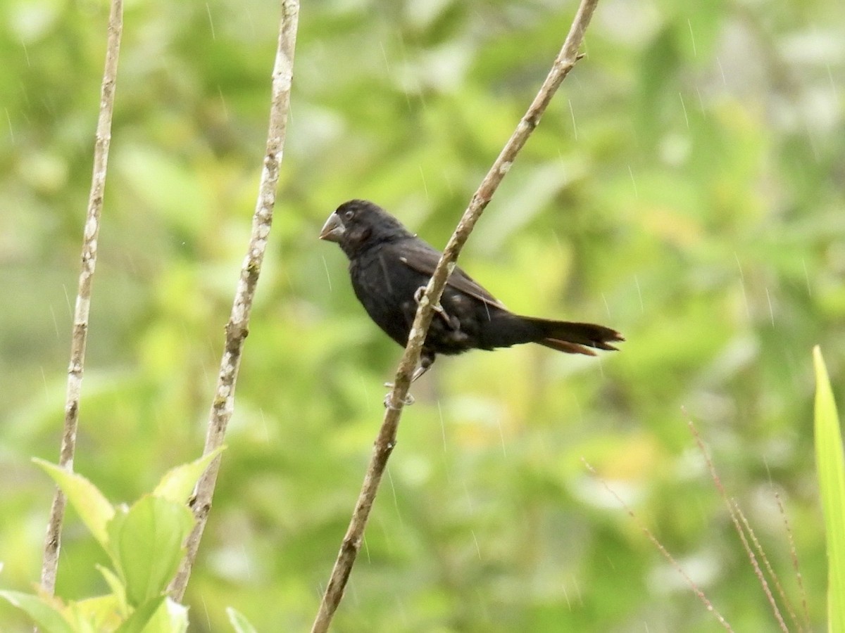 Black-billed Seed-Finch - ML643559793
