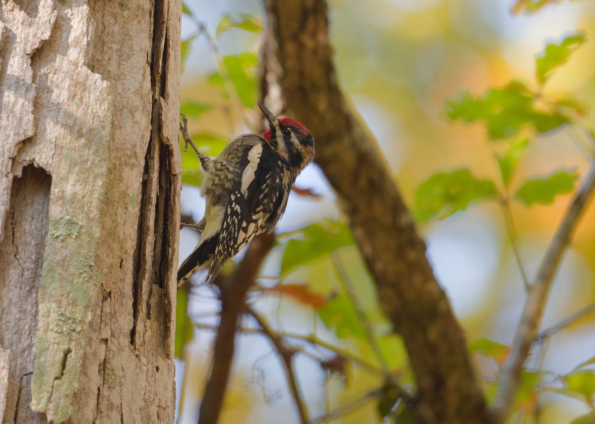 Yellow-bellied Sapsucker - ML643559810