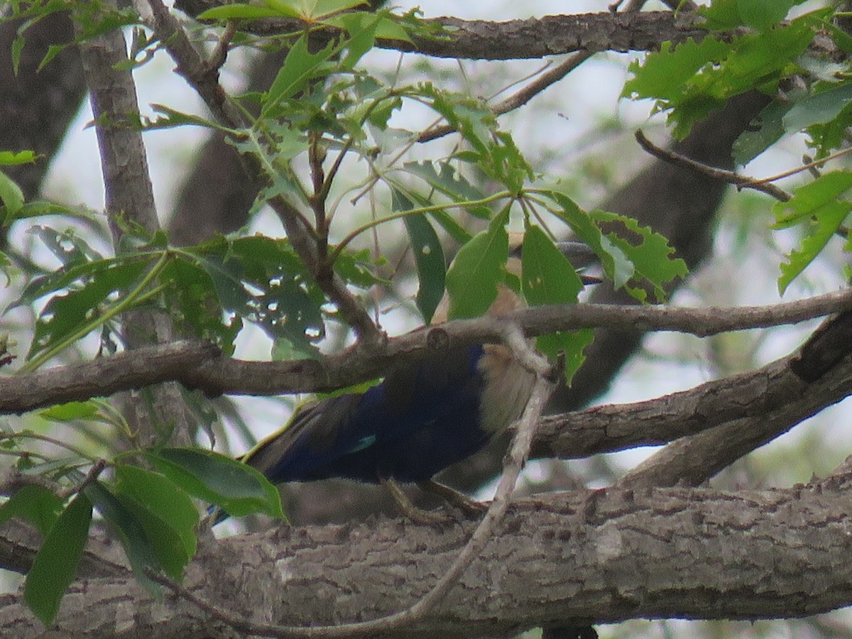 Blue-bellied Roller - ML643559834