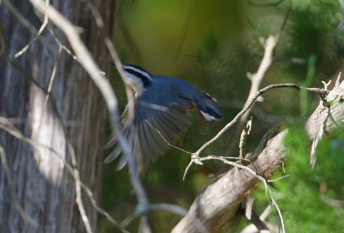 Red-breasted Nuthatch - ML643559845