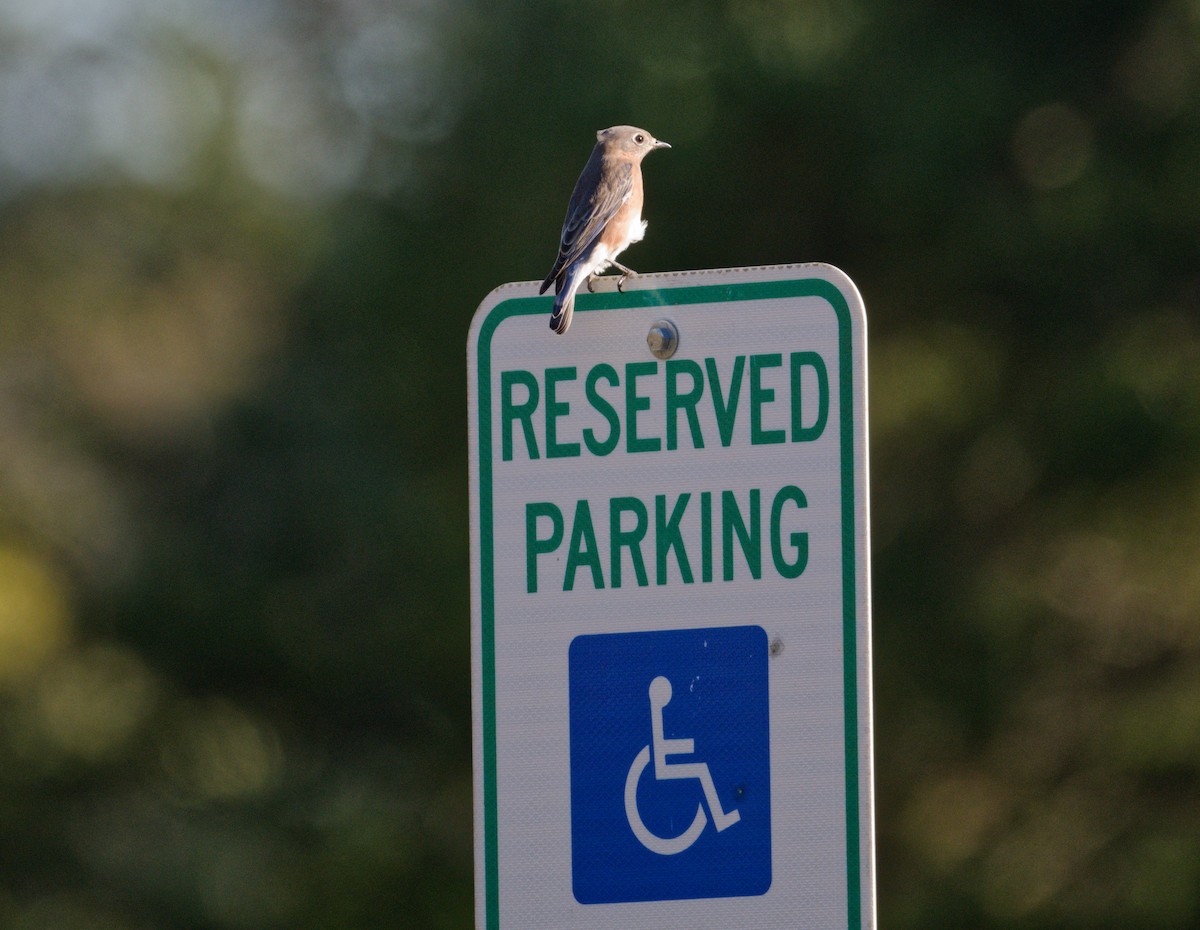 Eastern Bluebird - ML643559851