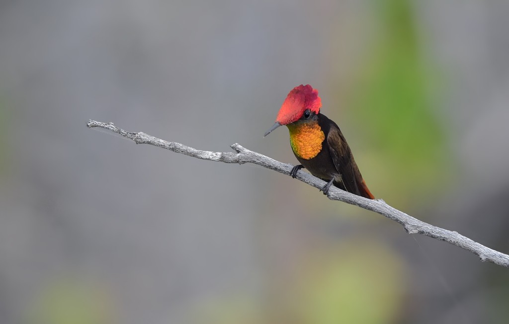Ruby-topaz Hummingbird - ML643559854