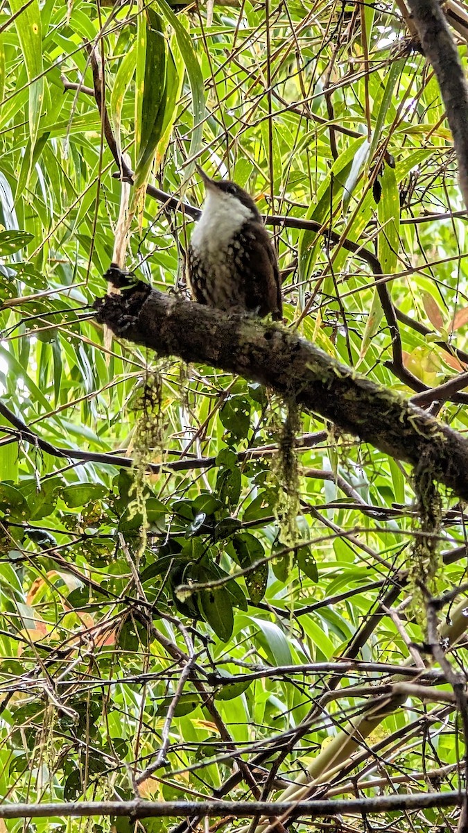 White-throated Treerunner - ML643559859