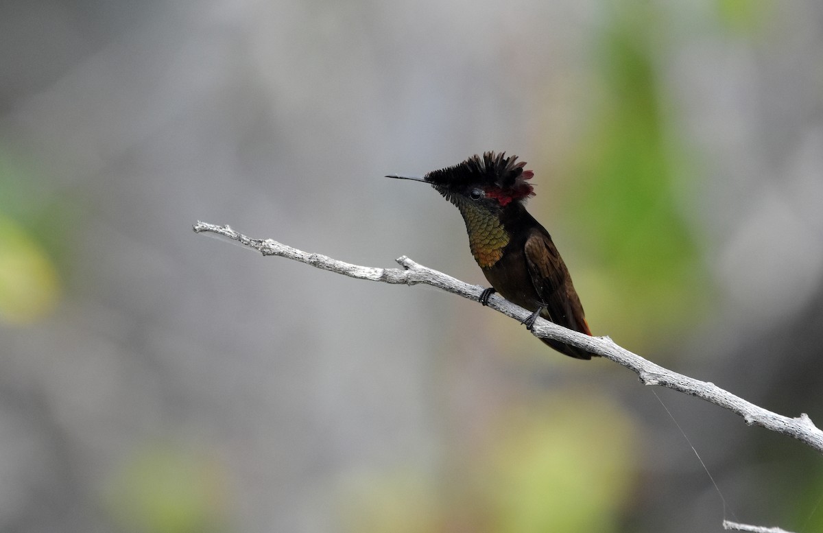 Ruby-topaz Hummingbird - ML643559866
