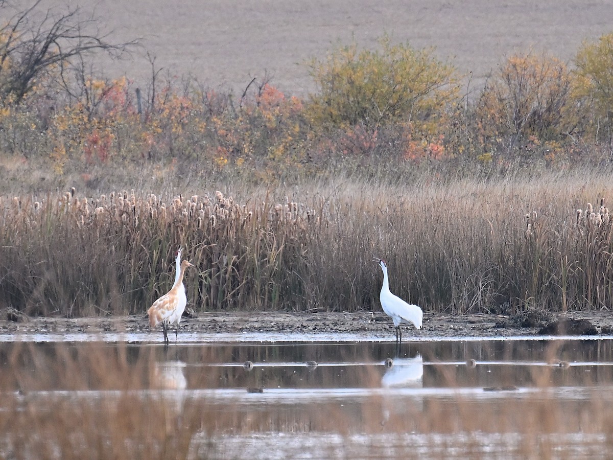 Whooping Crane - ML643559867