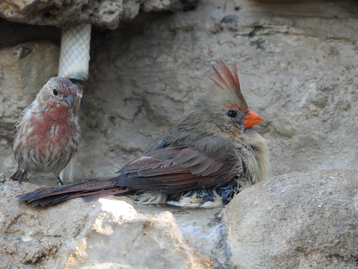 Northern Cardinal - ML643559873