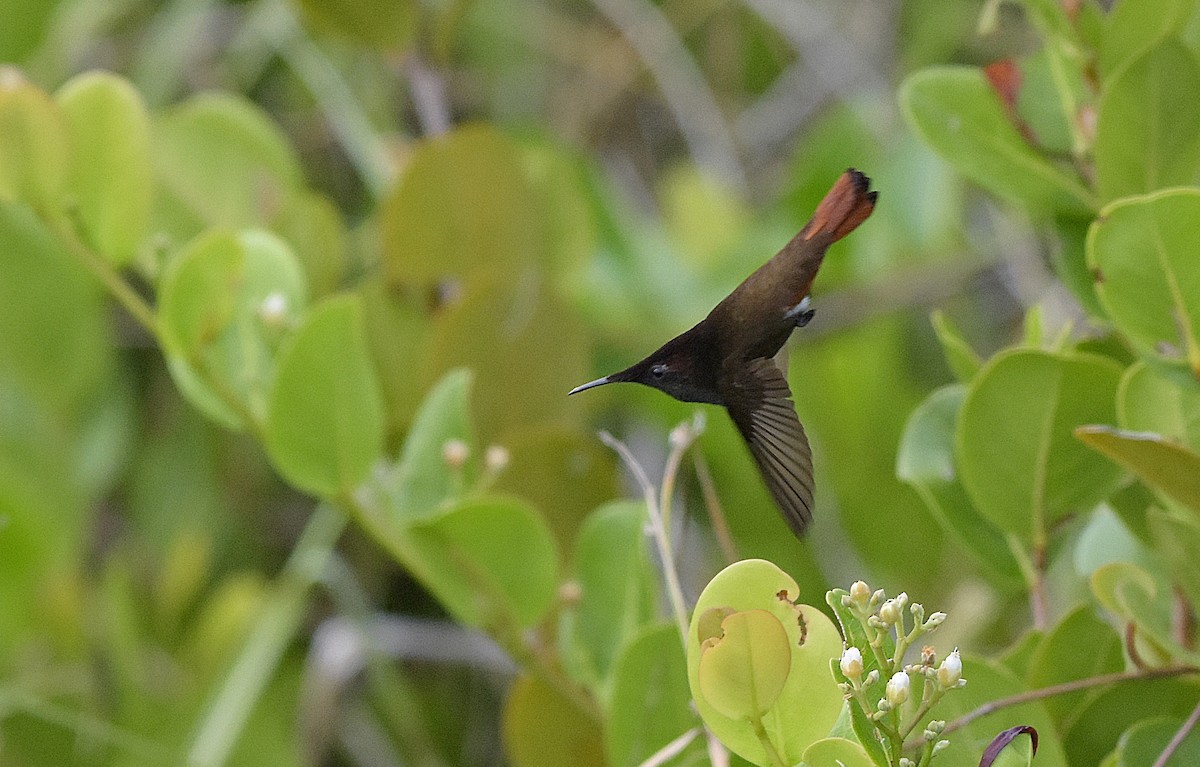 Ruby-topaz Hummingbird - ML643559880