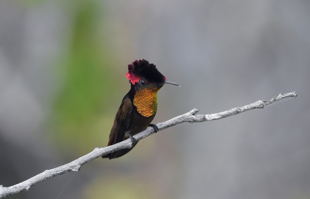 Ruby-topaz Hummingbird - ML643559884