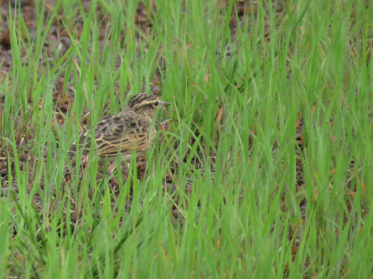 Sun Lark - ML643559886