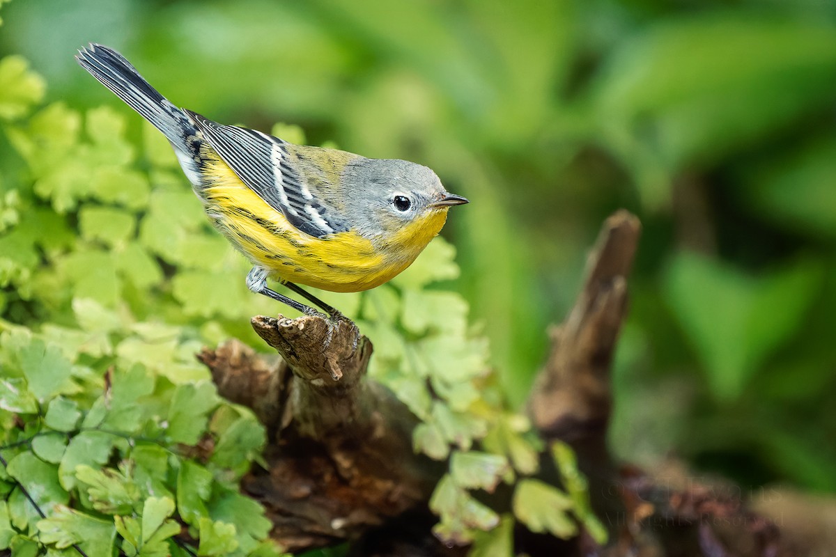 Magnolia Warbler - ML643559892