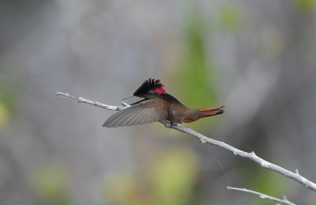 Ruby-topaz Hummingbird - ML643559897