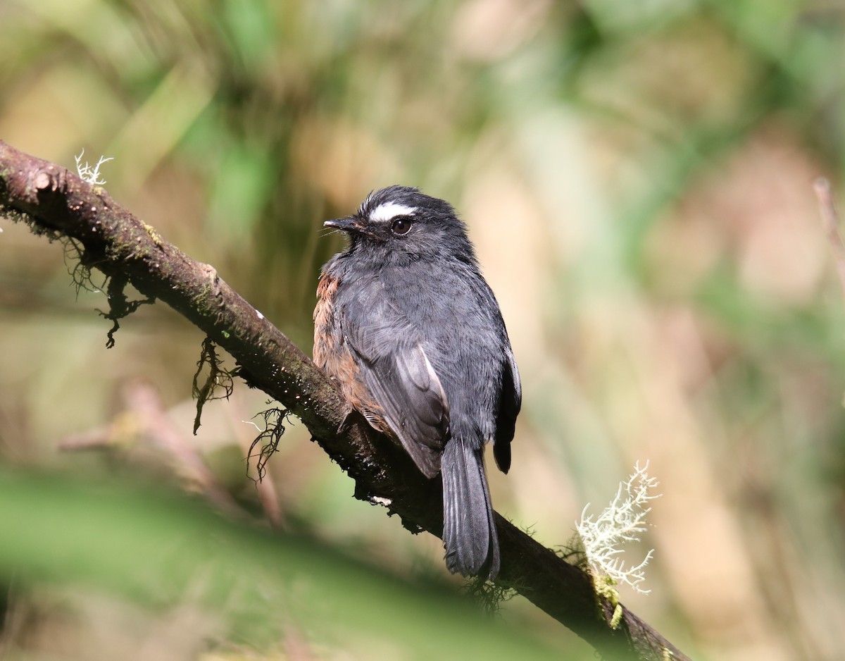 Chestnut-bellied Chat-Tyrant - ML643559903
