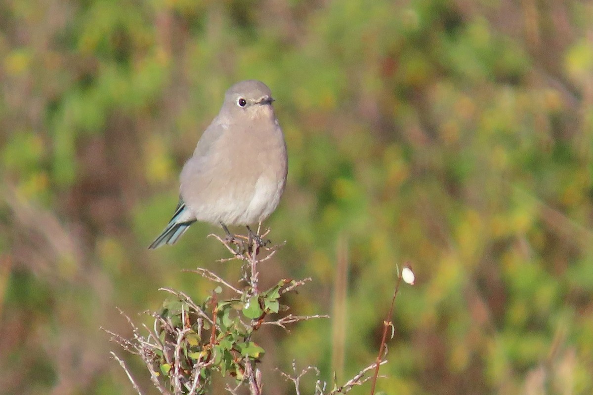 Mountain Bluebird - ML643559913