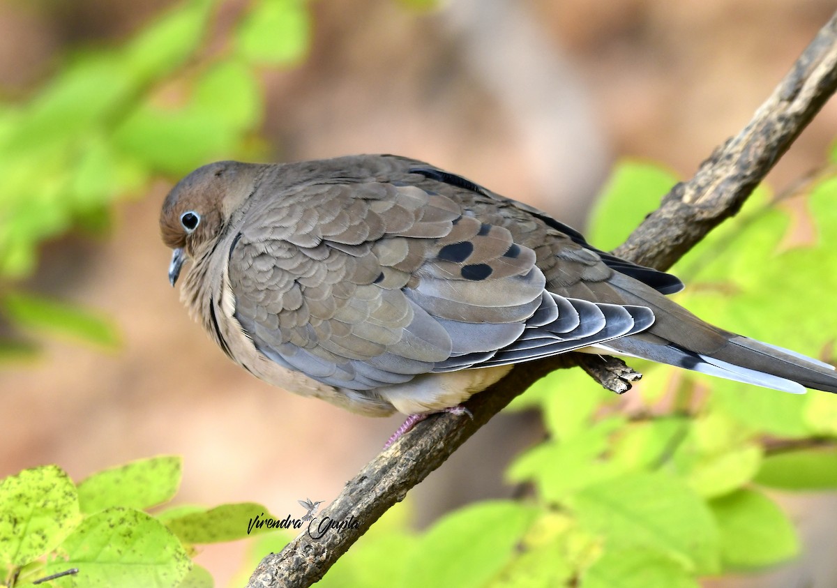 Mourning Dove - ML643559916