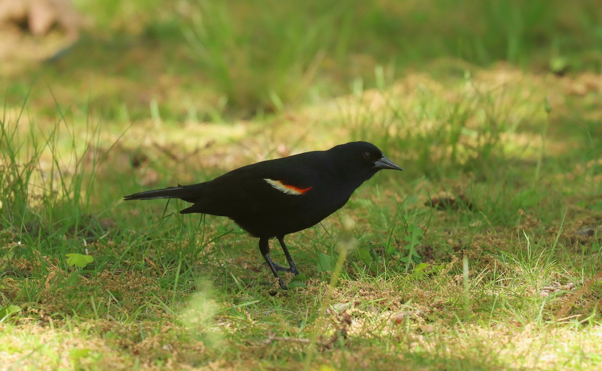 Red-winged Blackbird - ML643559925