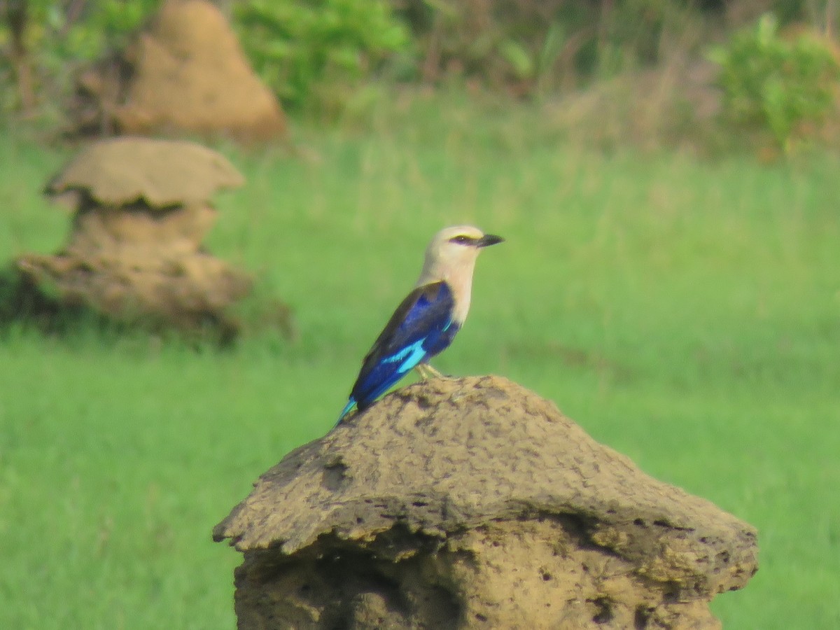 Blue-bellied Roller - ML643559930