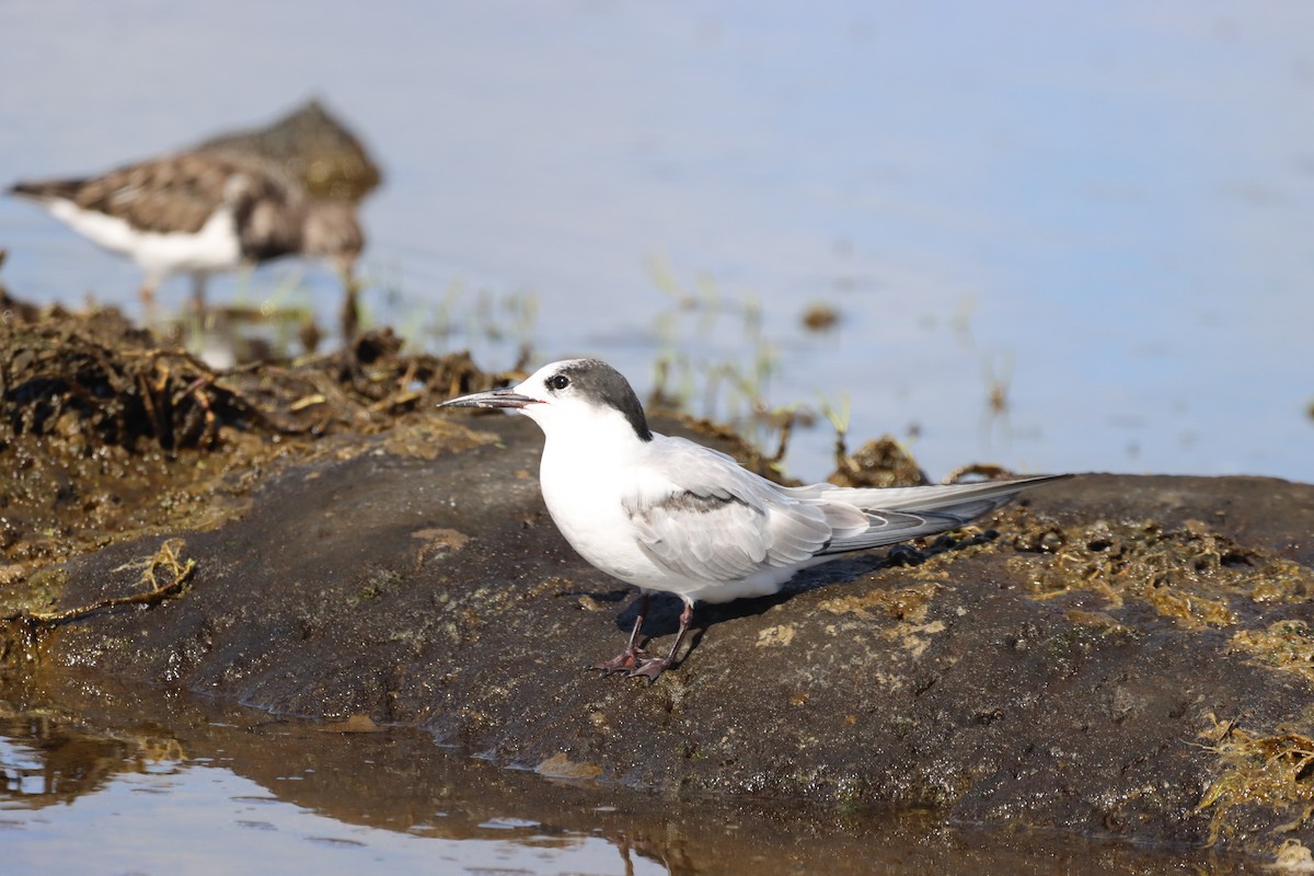 Common Tern - ML643559938