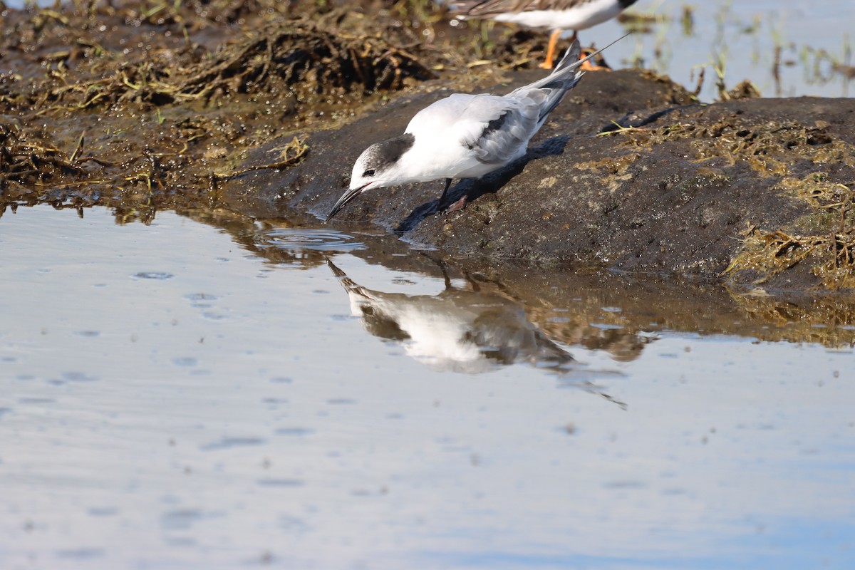 Common Tern - ML643559939