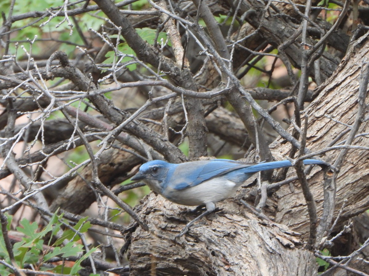 Woodhouse's Scrub-Jay - ML643559945