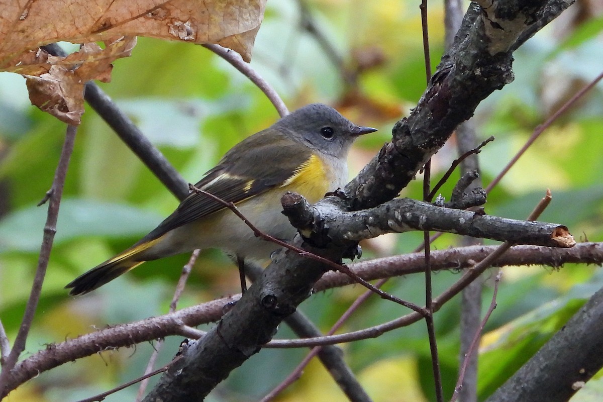 American Redstart - ML643559948