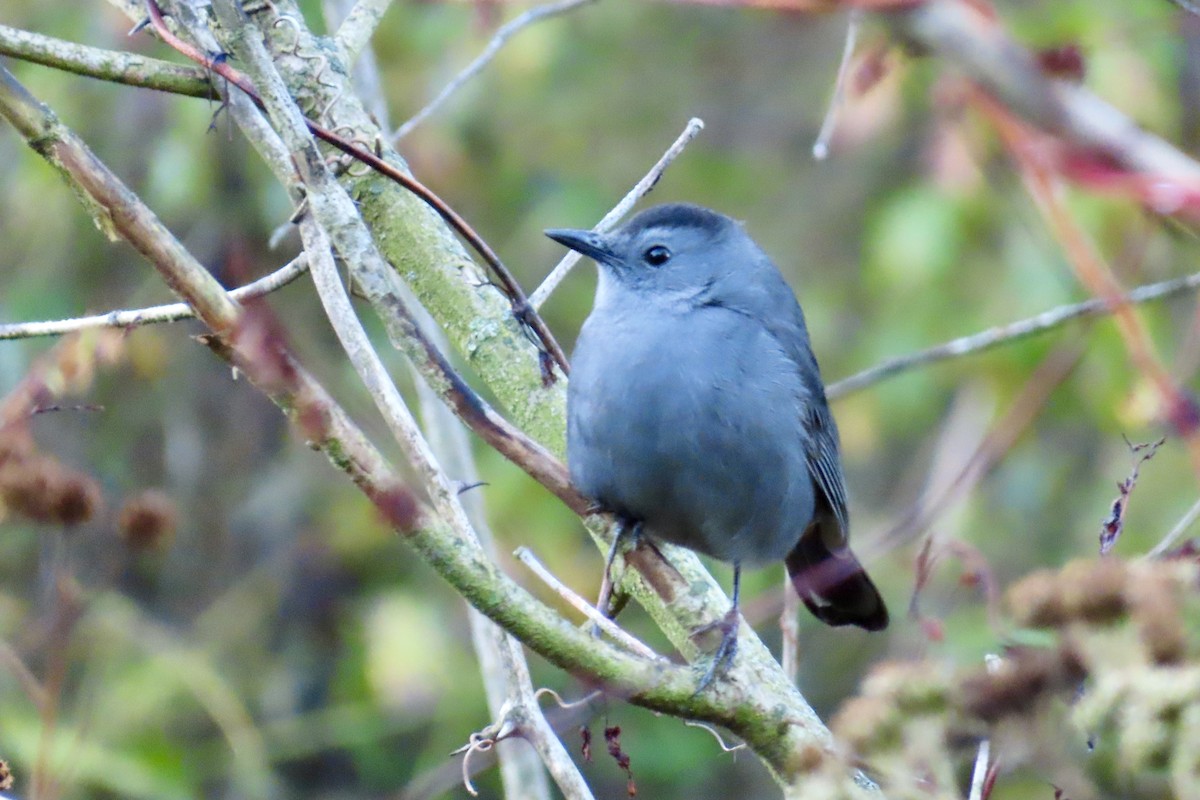 Gray Catbird - ML643559954