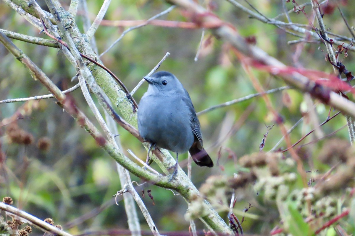 Gray Catbird - ML643559955