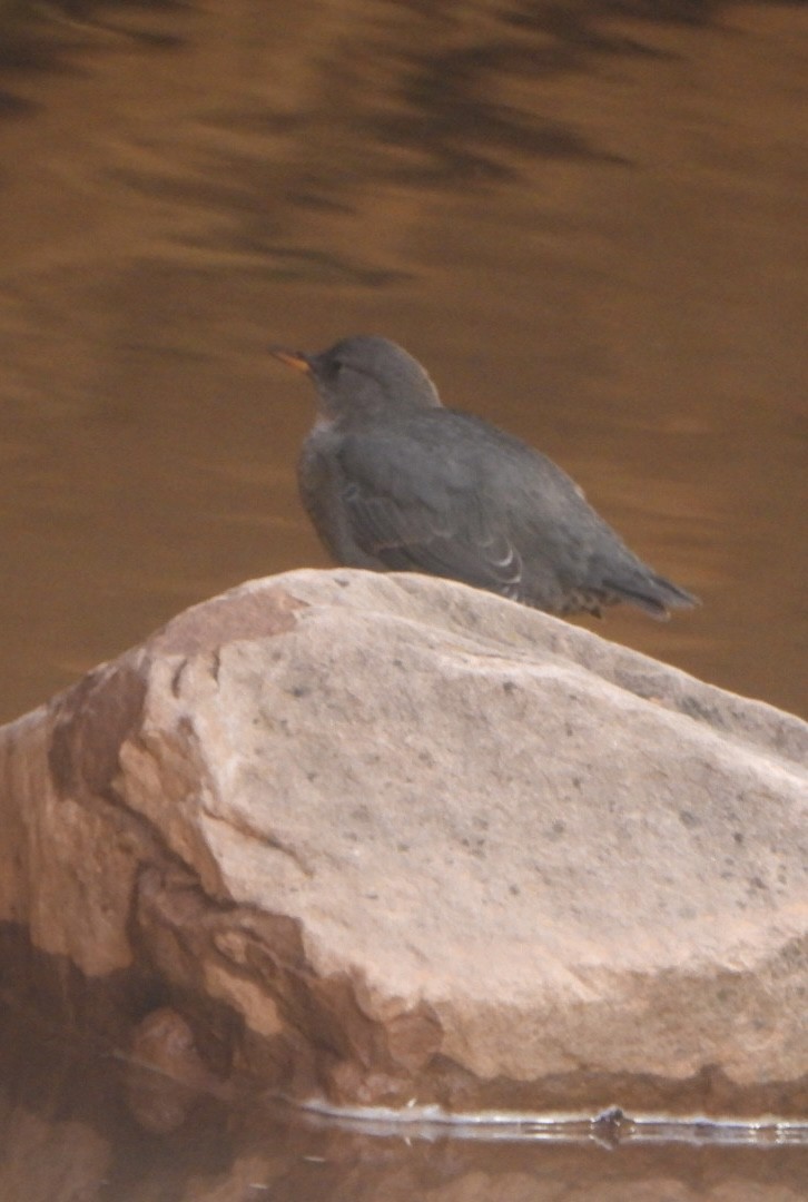 American Dipper - ML643559956