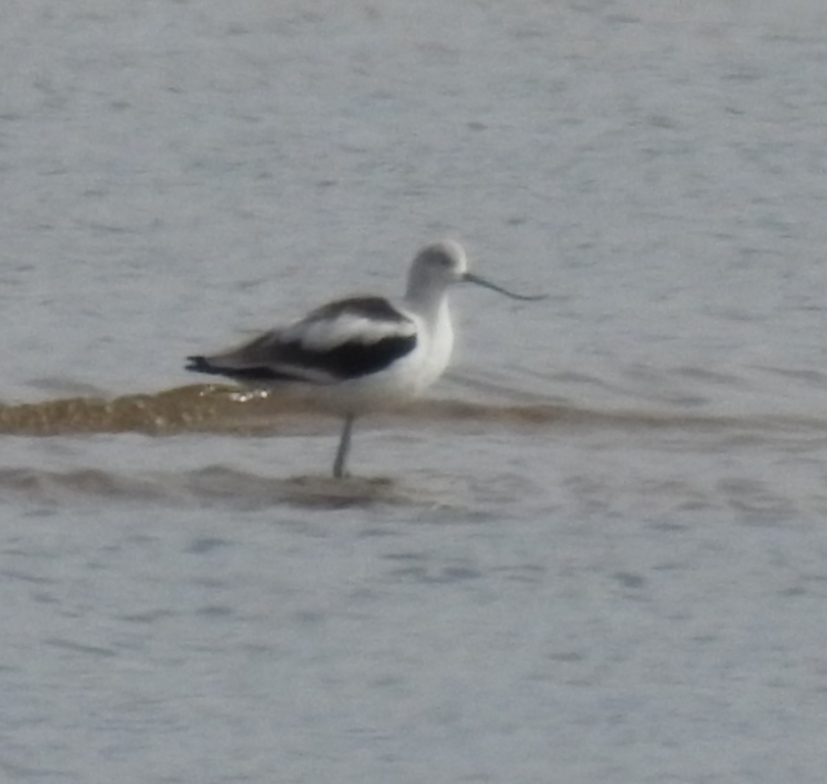 American Avocet - ML643559958