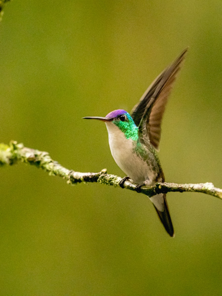 Andean Emerald - ML643559960