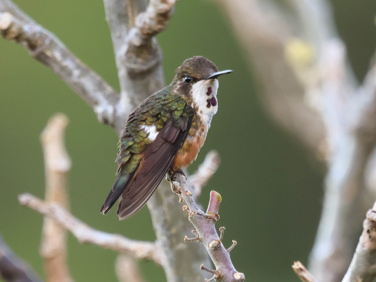 Magenta-throated Woodstar - ML643559972
