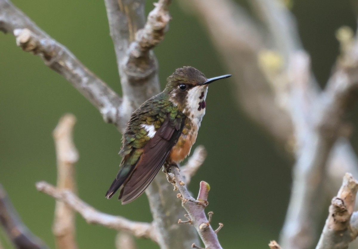 Magenta-throated Woodstar - ML643559973
