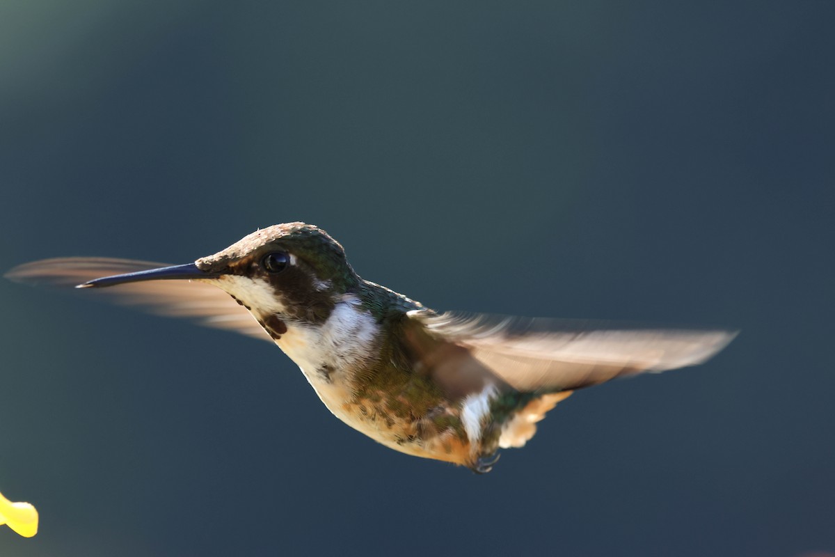 Magenta-throated Woodstar - ML643559974
